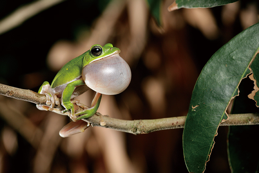 下過雨後仔細聽 農林間的歌唱家諸羅樹蛙