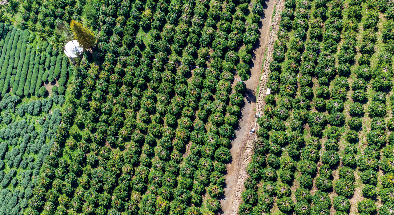 咖啡人必遊！從雲林荷苞山到阿里山精品莊園，用一杯咖啡開啟香醇的產地旅行