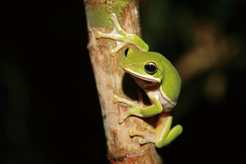 下過雨後仔細聽 農林間的歌唱家諸羅樹蛙